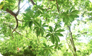 植物調査